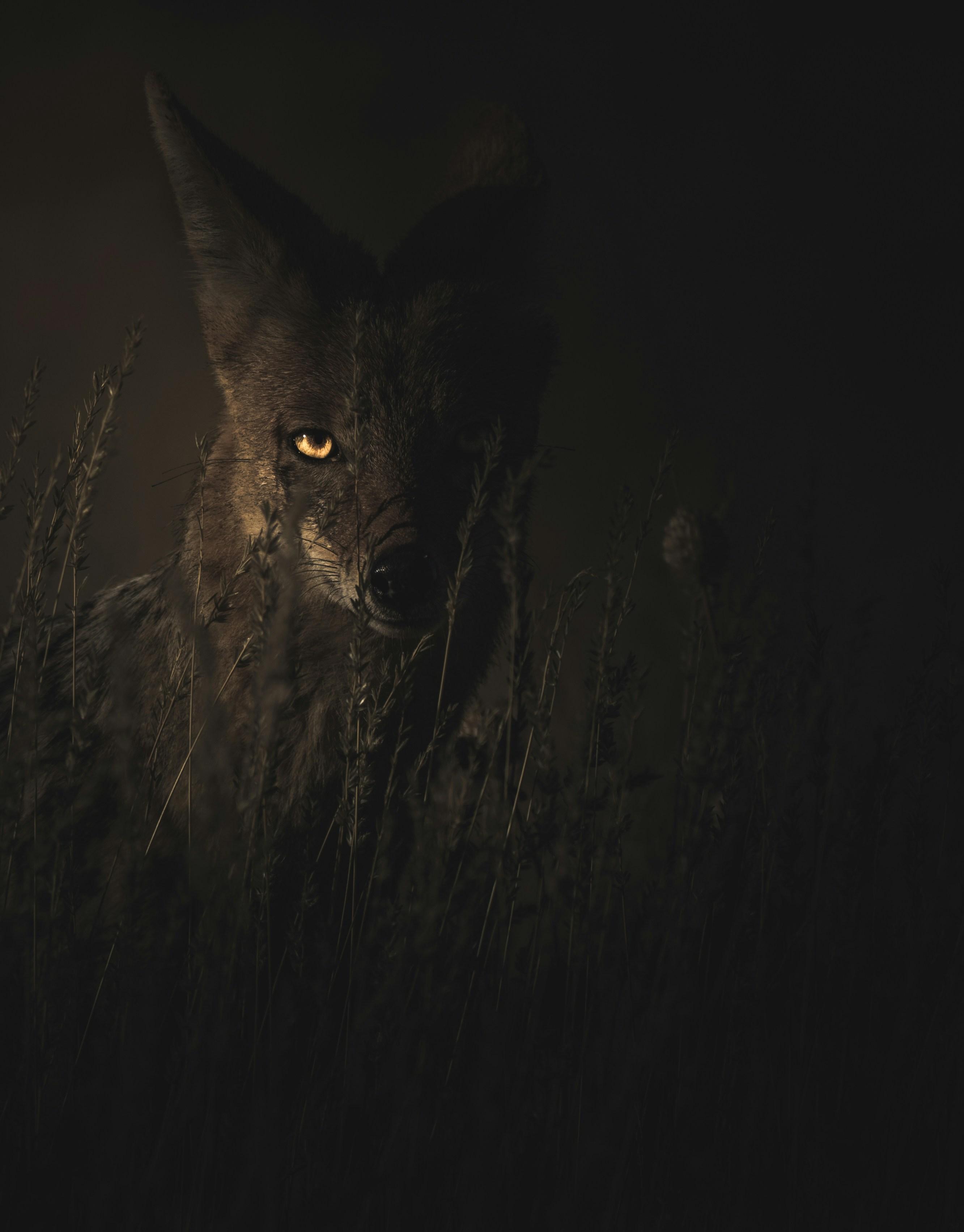 In-Depth Profiles of Endangered Species