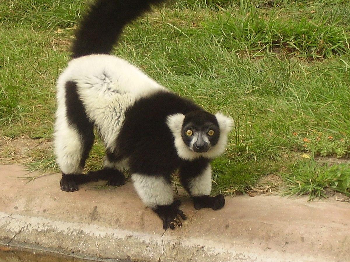 Capturing Rare and Endangered Species